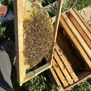 Why Ethical Beekeeping Matters